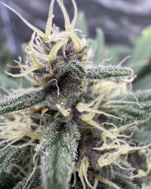 Dark😈 SweetSeeds. Week 9