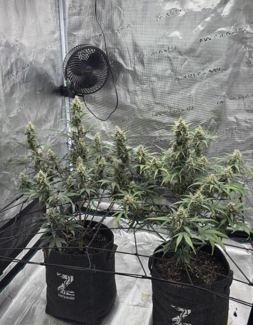 Dark😈 SweetSeeds. Week 9