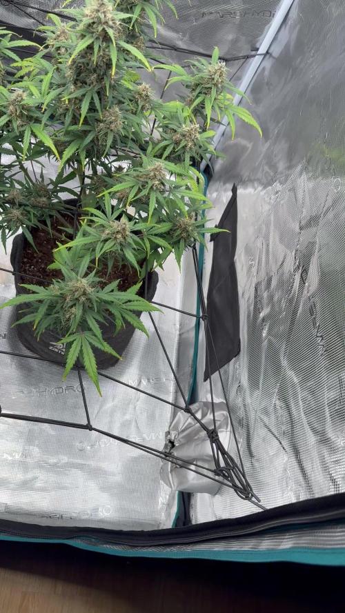 Dark😈 SweetSeeds