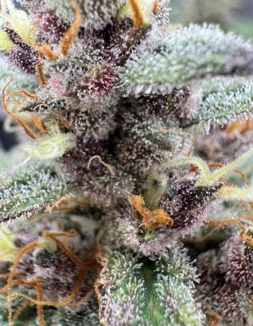 Dark😈 SweetSeeds. Week 10