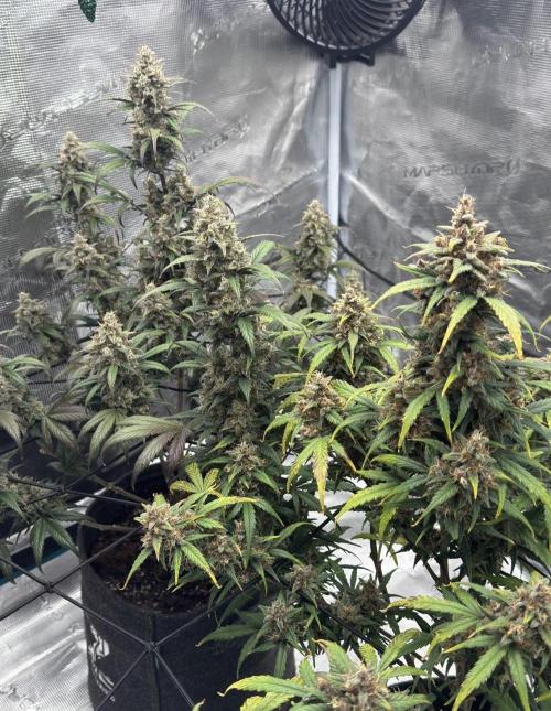 Dark😈 SweetSeeds. Week 10