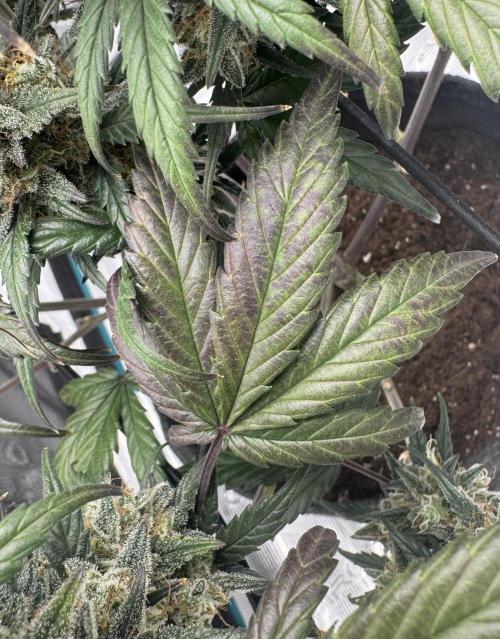 Dark😈 SweetSeeds. Week 10