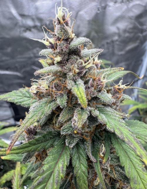 Dark😈 SweetSeeds. Week 10