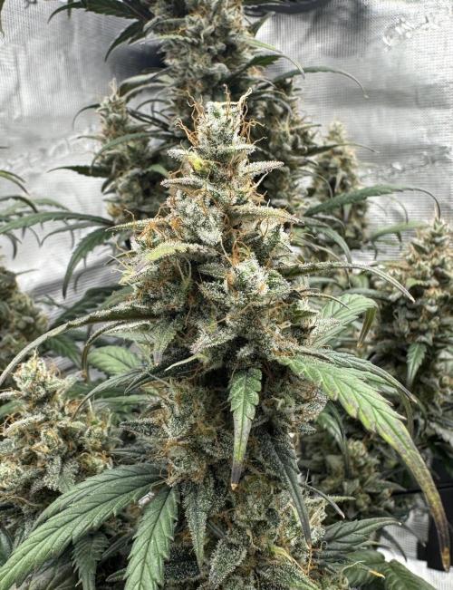 Dark😈 SweetSeeds. Week 10