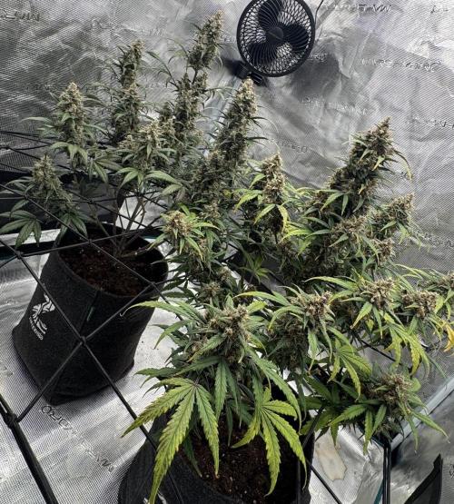 Dark😈 SweetSeeds. Week 10