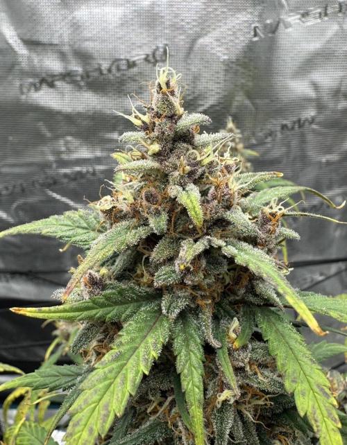 Dark😈 SweetSeeds. Week 10