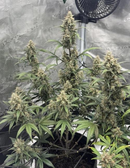 Dark😈 SweetSeeds. Week 10