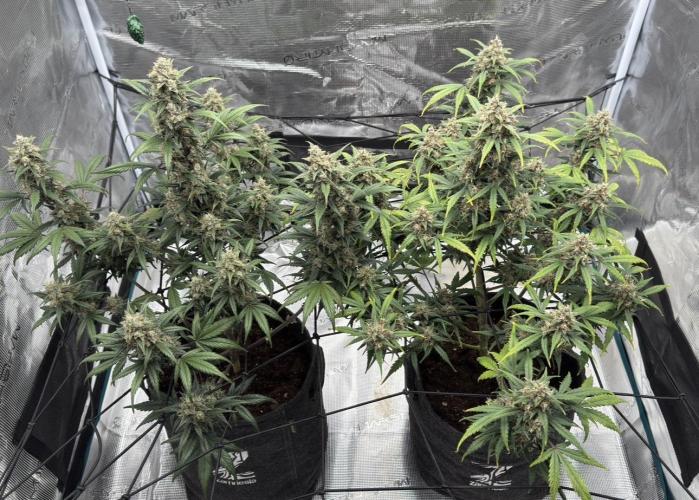 Dark😈 SweetSeeds. Week 10