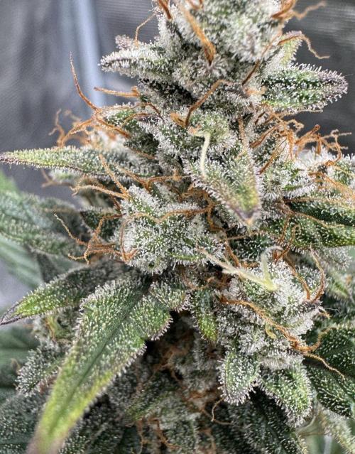 Dark😈 SweetSeeds. Week 10