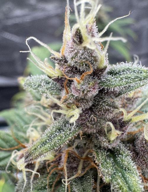 Dark😈 SweetSeeds. Week 10