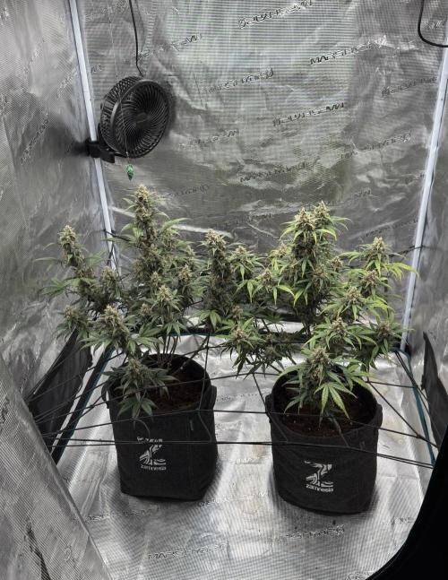 Dark😈 SweetSeeds. Week 10
