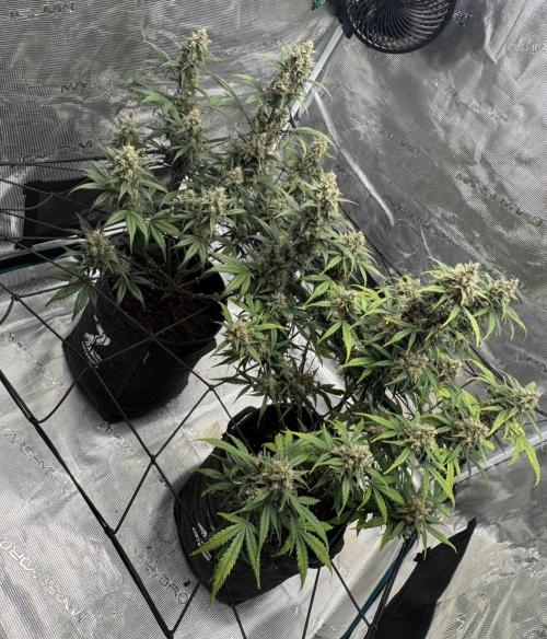 Dark😈 SweetSeeds. Week 10