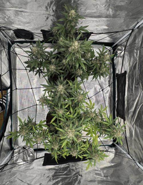 Dark😈 SweetSeeds. Week 10