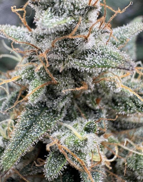 Dark😈 SweetSeeds. Week 10