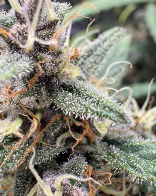 Dark😈 SweetSeeds. Week 10