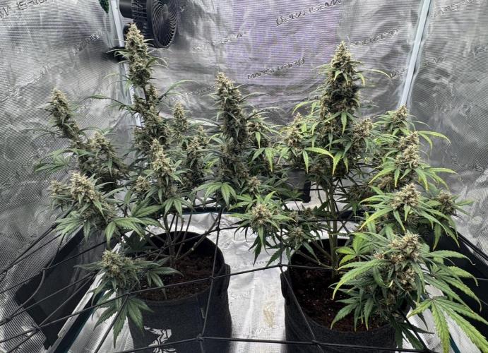 Dark😈 SweetSeeds. Week 10