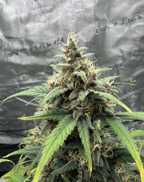 Dark😈 SweetSeeds. Week 10