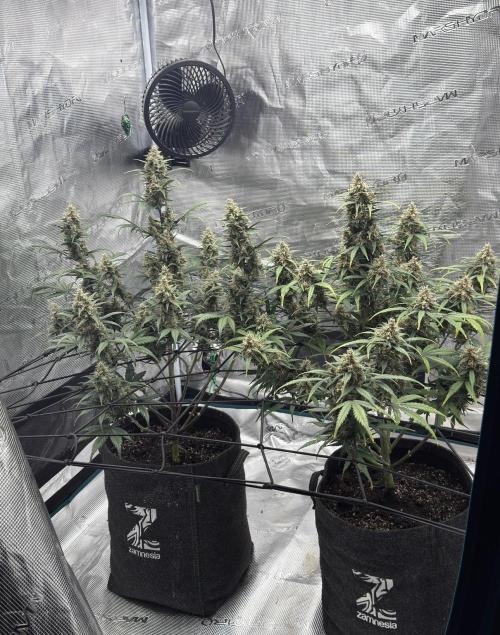 Dark😈 SweetSeeds. Week 10