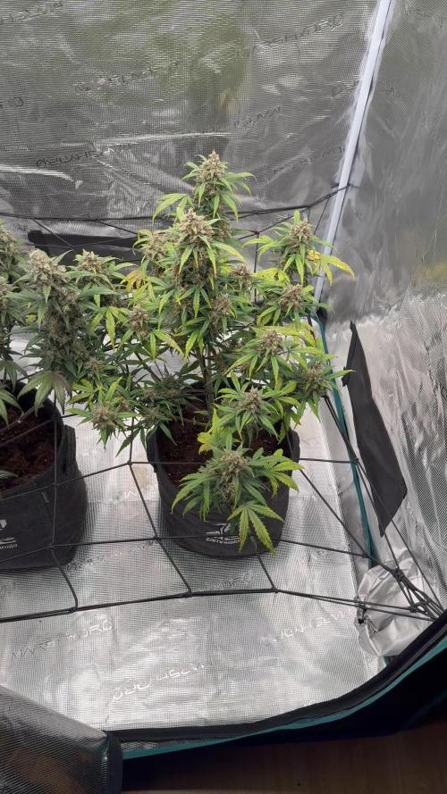 Dark😈 SweetSeeds