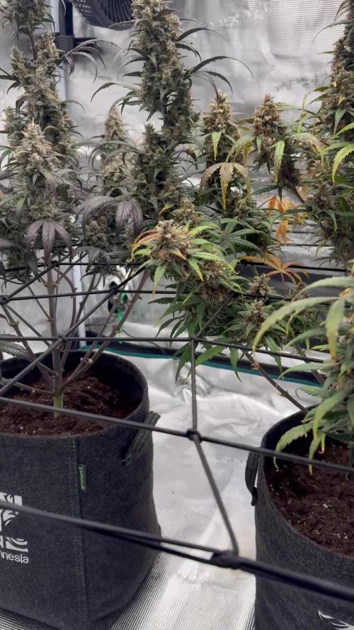 Dark😈 SweetSeeds