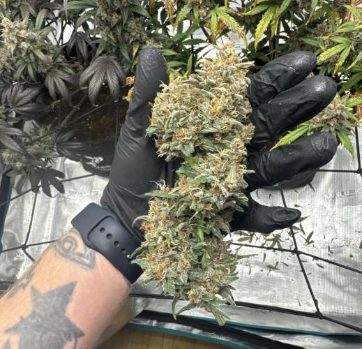 Dark😈 SweetSeeds. Week 11