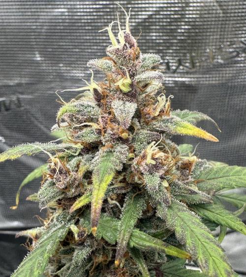 Dark😈 SweetSeeds. Week 11