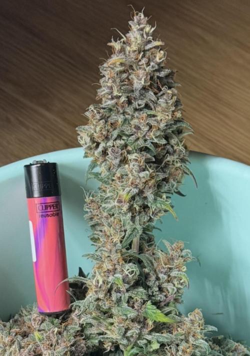 Dark😈 SweetSeeds. Week 11