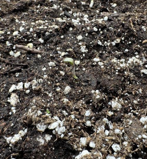 🍋 Haze Barney's Farm. Week 0