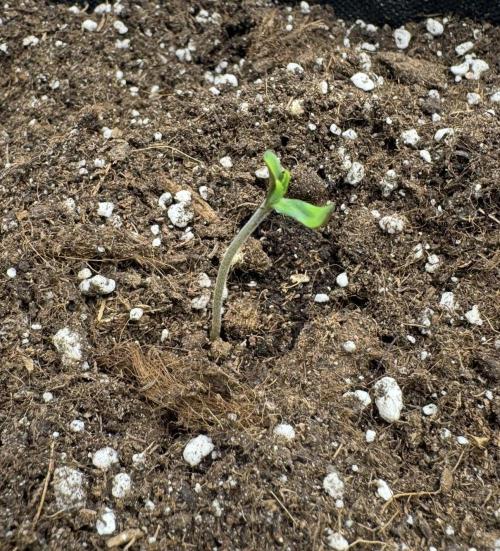 🍋 Haze Barney's Farm. Week 0