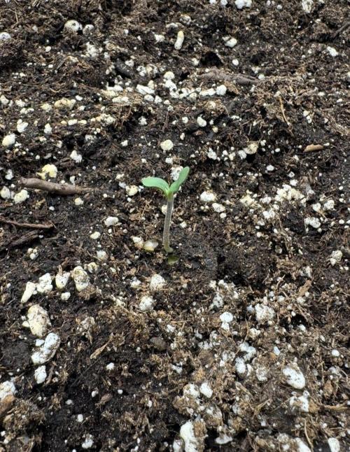 🍋 Haze Barney's Farm. Week 0