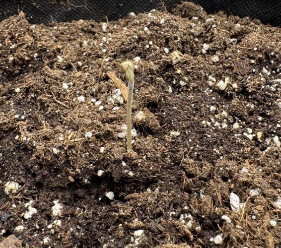 🍋 Haze Barney's Farm. Week 0