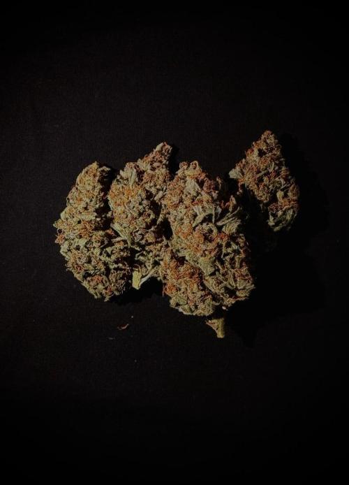 Dark😈 SweetSeeds. Week 11