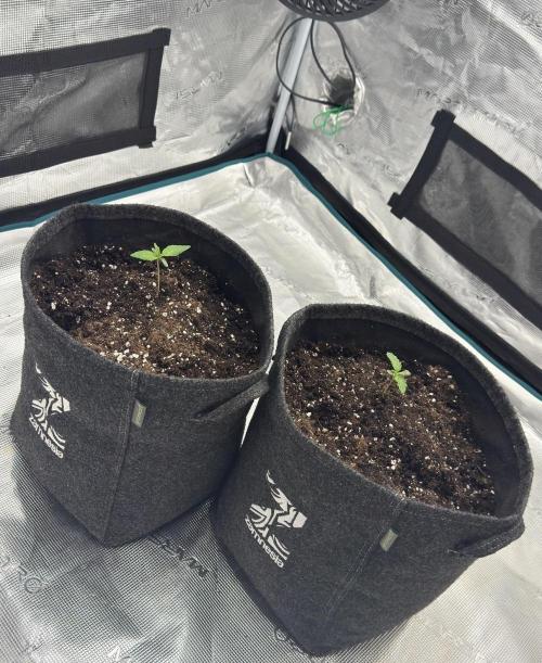 🍋 Haze Barney's Farm. Week 1