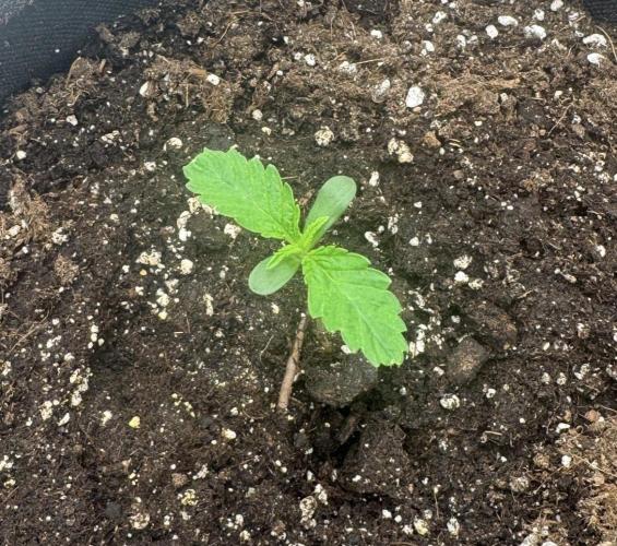 🍋 Haze Barney's Farm. Week 1