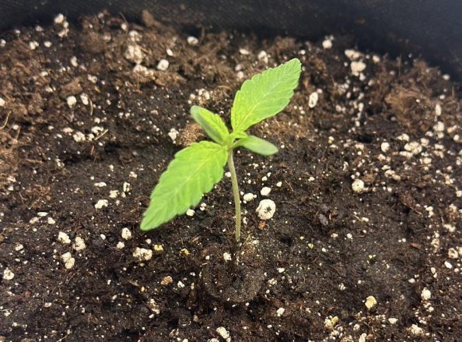 🍋 Haze Barney's Farm. Week 1