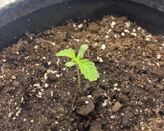 🍋 Haze Barney's Farm. Week 1