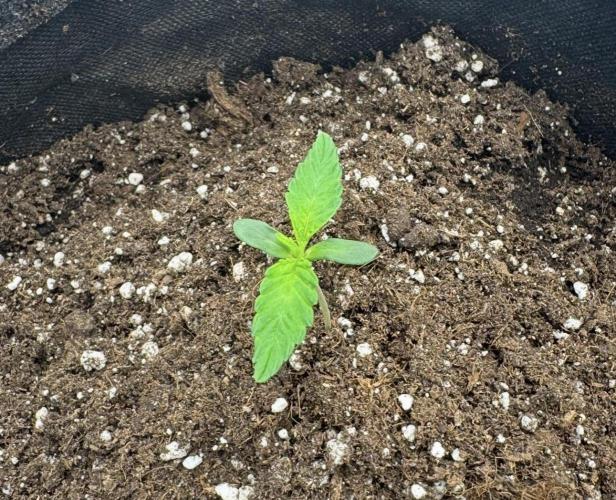 🍋 Haze Barney's Farm. Week 1