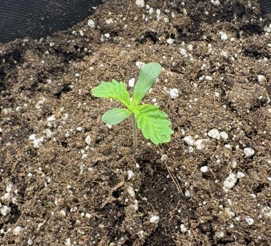 🍋 Haze Barney's Farm. Week 1