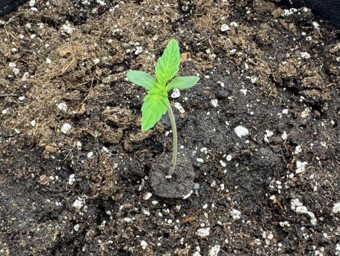 🍋 Haze Barney's Farm. Week 1