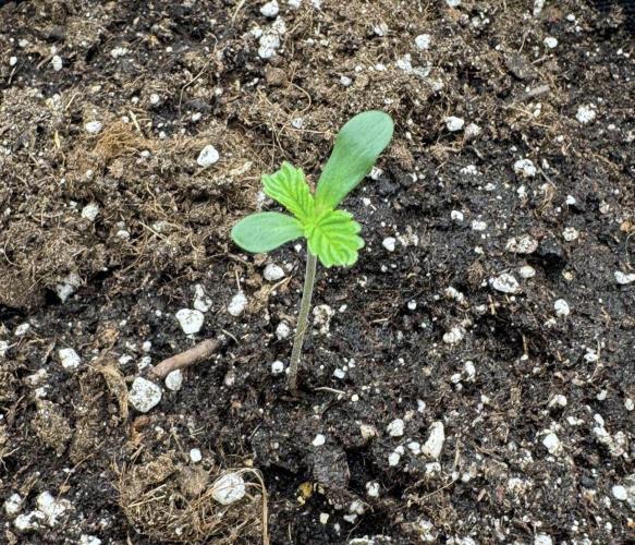 🍋 Haze Barney's Farm. Week 1