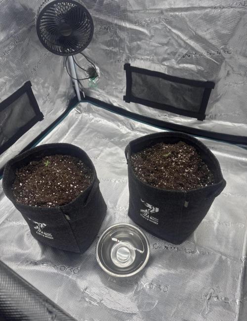 🍋 Haze Barney's Farm. Week 1