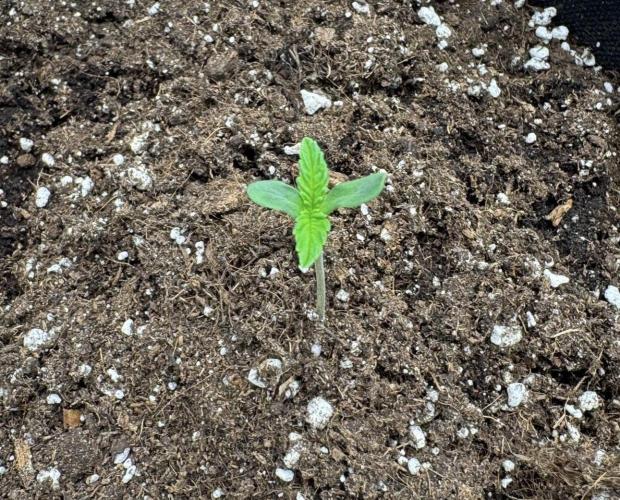 🍋 Haze Barney's Farm. Week 1