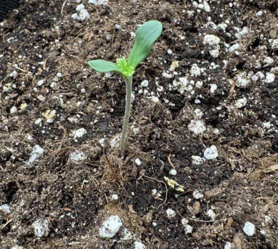 🍋 Haze Barney's Farm. Week 1