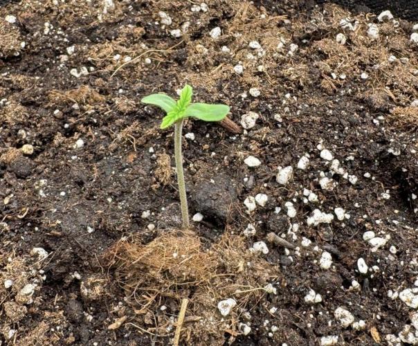 🍋 Haze Barney's Farm. Week 1