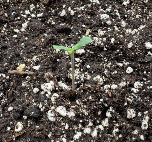 🍋 Haze Barney's Farm. Week 1