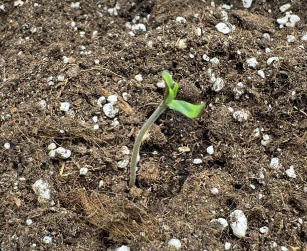 🍋 Haze Barney's Farm. Week 1