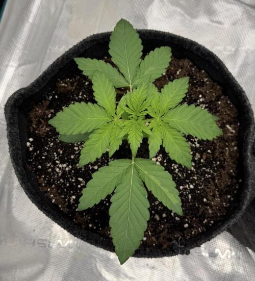 🍋 Haze Barney's Farm. Week 2