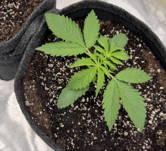 🍋 Haze Barney's Farm. Week 2