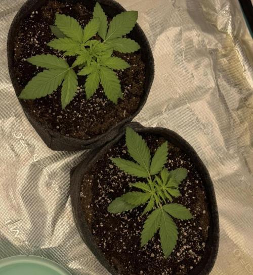 🍋 Haze Barney's Farm. Week 2