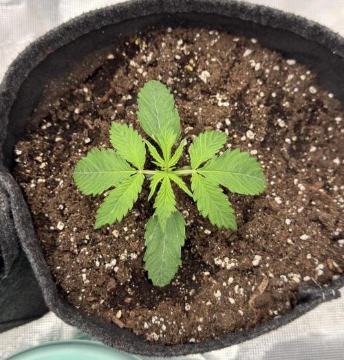 🍋 Haze Barney's Farm. Week 2